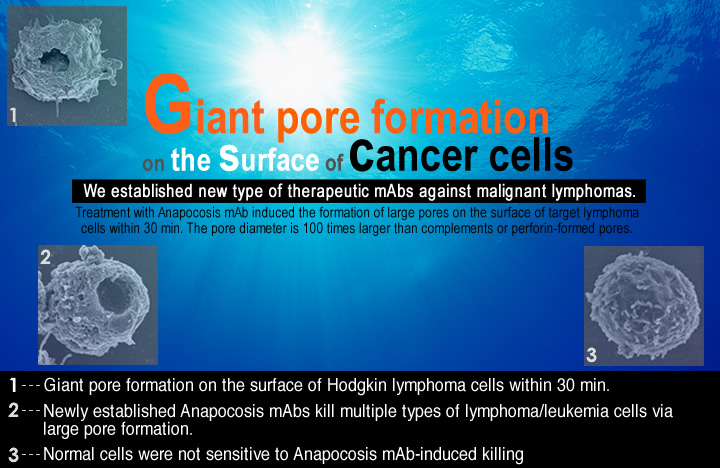 'Giant pore formation on the surface of cancer cells' We established new type of therapeutic mAbs against malignant lymphomas. Treatment with Anapocosis mAb induced the formation of large pores on the surface of target lymphoma cells within 30 min. The pore diameter is 100 times larger than complements or perforin-formed pores.