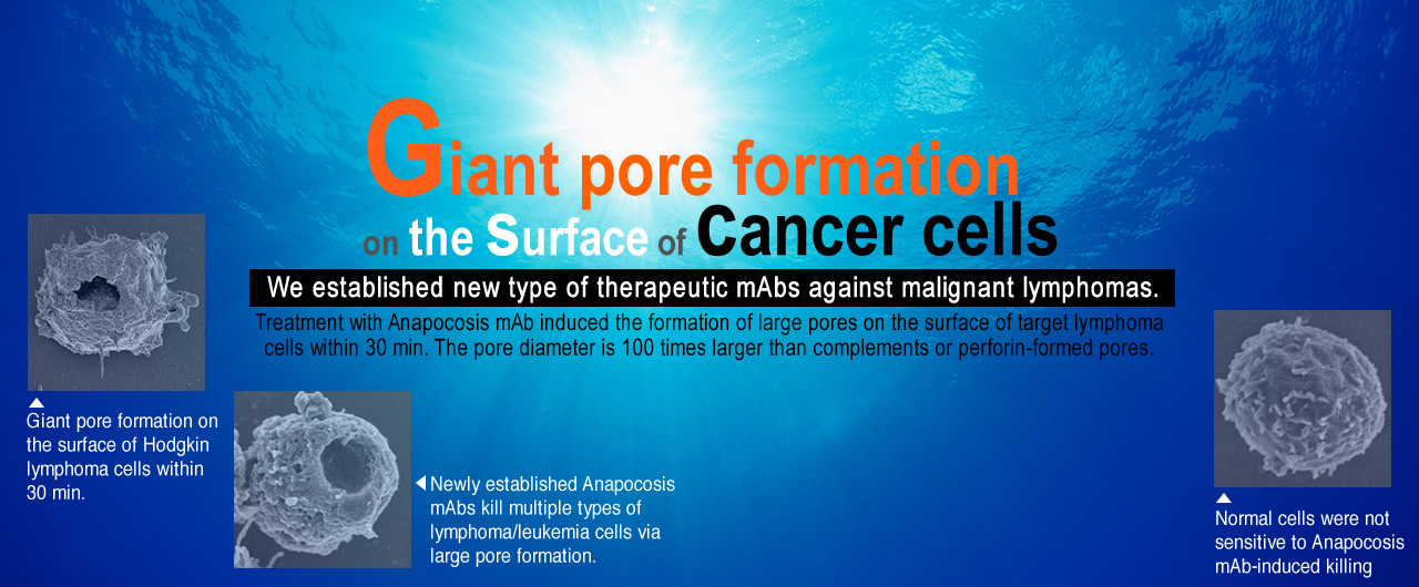 'Giant pore formation on the surface of cancer cells' We established new type of therapeutic mAbs against malignant lymphomas. Treatment with Anapocosis mAb induced the formation of large pores on the surface of target lymphoma cells within 30 min. The pore diameter is 100 times larger than complements or perforin-formed pores.