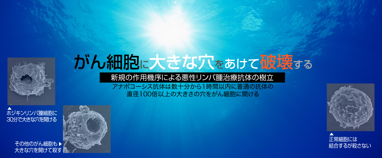 「がん細胞に大きな穴をあけて破壊する、新規の作用機序による悪性リンパ腫治療抗体の樹立」アナポコーシス抗体は数十分から1時間以内に普通の抗体の直径100倍以上の大きさの穴をがん細胞に開ける。