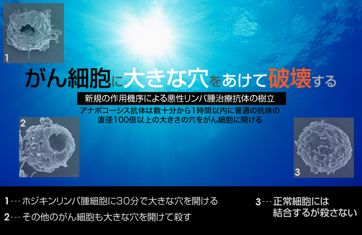 「がん細胞に大きな穴をあけて破壊する、新規の作用機序による悪性リンパ腫治療抗体の樹立」アナポコーシス抗体は数十分から1時間以内に普通の抗体の直径100倍以上の大きさの穴をがん細胞に開ける。